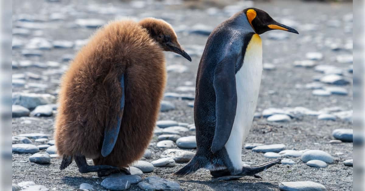 日本の美人モデルがペンギンのお尻に鼻を近づけた結果！【台湾人の反応】 | 海外の反応アンテナ