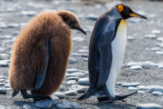 日本の美人モデルがペンギンのお尻に鼻を近づけた結果！【台湾人の反応】