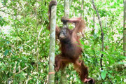 【海外】「絶滅危惧種オランウータンが密猟から救出！森に帰る感動のストーリー」