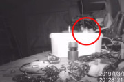 作業小屋の道具が知らぬ間に片付けられている。この謎を探るべく監視カメラをしかけたところ、驚きの結末が！