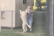 【海外】「毎朝おばあさんの元へ通う犬、ある日姿を消した理由とは？」