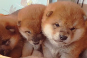 海外「これだから柴犬が好きなんだ！」子犬の柴犬の可愛さに外国人もメロメロ（海外の反応）