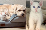 【海外】猫ちゃん、自由すぎて最高の友達ゲット！これからの生活が超楽しみ！