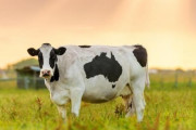 【衝撃】牛を直接見たことがないアメリカ人の数がヤバイｗｗｗｗｗ