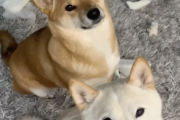 飼い主「これ誰がやったの？ねえねえ」犬A「んーこいつやで」犬B「すまんかった」