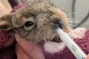 【海外】野生のウサギが病院に飛び込み、人間に助けを求める—その驚きの理由とは？