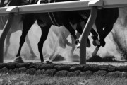 韓国人「レース後の競走馬をご覧ください」