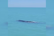 【海外】一生に一度見られる！神秘の旅で発見された超希少動物たちの驚きの姿