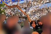 【韓国の反応】安倍、桜とは悪縁？…安倍夫人、コロナ感染者が急増する中での花見が物議