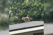 【海外】「屋根の上に現れた謎の動物！助けを求める子犬の正体とは？」