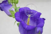 日本発 ミツバチの減少を補う画期的な人工授粉法が開発されて話題に　海外の反応