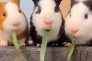 3匹のモルモットの両端が同じ草を食べていたことが発覚。さあ、この後どうなる！？海外の反応