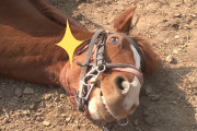 馬のストライキ？騎乗しようとすると「やだ！」と倒れ込み死んだ振りをし出すお馬さんが面白い