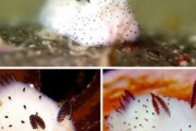 海外「日本はウミウシですらカワイイのか！」 可愛すぎるウサギのようなウミウシに外国人も撃沈 海外の反応