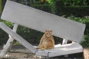 外国人「カオスすぎてユーモラスな動物写真を見せていくｗｗｗ」