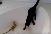 猫、自ら入ったバスタブから出られず大パニック→トカゲ「うわぁぁぁ」