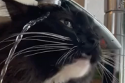水道の水が全然飲めていない頭の悪い猫