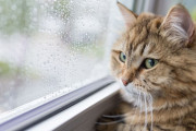 【海外の反応】なぜみんな排他的になったんだ？愛はどこに行ったんだ？【ゲートキーピング理論とサブカルチャー論】