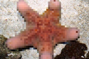 【閲覧注意】オーストラリアの「ヒトデ」が卑猥すぎて外国人困惑ｗｗｗｗ