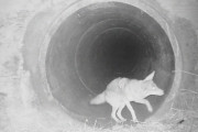 海外「ディズニー？」コヨーテとアナグマが協力して狩りに向かう様子に海外びっくり仰天！（海外の反応）