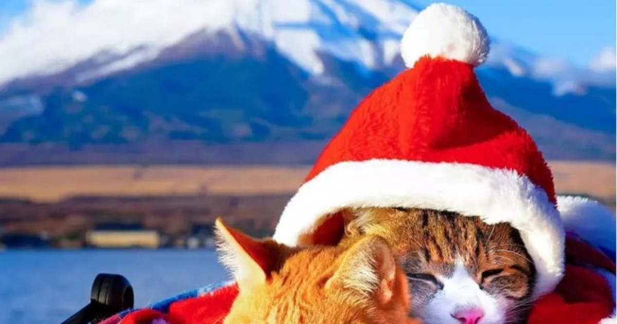 外国人「日本全国を旅する2匹の猫の写真がかわいすぎるよ！」 | 海外の反応アンテナ