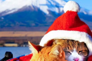 外国人「日本全国を旅する2匹の猫の写真がかわいすぎるよ！」