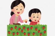 海外「日本での一番の思い出」「日本の苺って…」外国人が日本でいちご狩りした結果