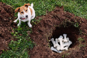 【海外】犬が物を埋める理由とは？その心理と行動の謎を探る