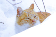 日本の「ネコと雪の写真」が可愛くて海外でも話題に→110万いいね！【タイ人の反応】