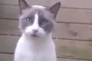 大人しくエサよこせコラ。ヤンキー猫のガンつけにビビってエサあげちゃいそう。海外の反応