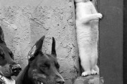 外国人「動物のレアな瞬間を捉えた写真を見せていく！」