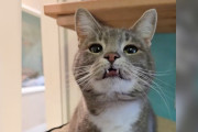 【海外】700日間無視され続けた猫 — そのユニークな笑顔はなぜ多くの人を遠ざけたのか？