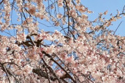 春爛漫♪京都のしだれ桜満開に、思わず見とれてしまう「とても美しい！」「京都🌸日本よ永遠に💕」海外の反応