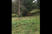 馬がジャンプした先に犬が…衝撃的な映像が海外で話題に