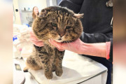 【海外】「愛を求める“マフィア顔”の野良猫、シェルター職員を驚かせる！あなたのハートをつかむ猫の物語」