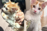 【海外】「保護猫を迎えた女性、実は心の中に“小さな暴れん坊”を秘めていた！」