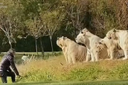 何がしたいの？！柵を乗り越えて11頭のホワイトタイガーと対峙する男性にビックリ！