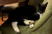【海外】猫が激アツ冒険！ホテル定宿からVAPE買い出し、酒場ハシゴまで！？