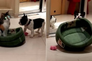 同居猫にいつもベッドを取られてしまう子犬「今日こそは…」と奮闘！無事に奪い返し誇らしげにベッドを掲げる！