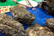 中国人「海鮮を食べる日本の食文化は野蛮？日本人は顔よりも大きな生ガキを食べていた」　中国の反応