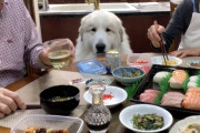 海外「お寿司がもらえなくて残念だね」日本で暮らす超大型犬、お寿司ちょうだいと目で訴える姿が可愛すぎ（海外の反応）