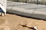 「操縦が上手すぎ！」川に流されてきた牛をパワーショベルで助ける