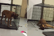 ケージから何度も脱走するボクサー犬、どうやって脱走しているのか分からない飼主さんはカメラを仕掛けてみる事に…。