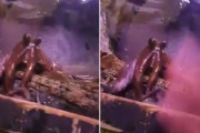 タコミニケーション！？タコに手をふってみたところ、触手をふりかえしてくれた件