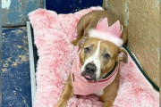 【海外】「400日間も里親が現れない！バイラルシェルター犬の魅力とは？」