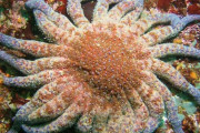 【海外】カリフォルニア沿岸のヒトデ激減、その原因と解決策を科学者が発見！
