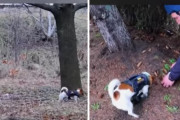 犬「爆弾はここだよ！」ロシア軍が地中に埋めた爆弾の場所を知らせる犬が活躍(ウクライナ)