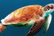 「人間、鳥、ウミガメ…生まれ変われるならどれを選ぶ？」やけに参考になる比較例