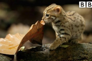 スリランカの森で暮らす世界最小の猫・サビイロネコ 海外の反応