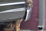 人間を恐れ、車の後ろで震えていた野良犬を保護…恐れから悲痛な泣き声をあげる姿が悲しい…。